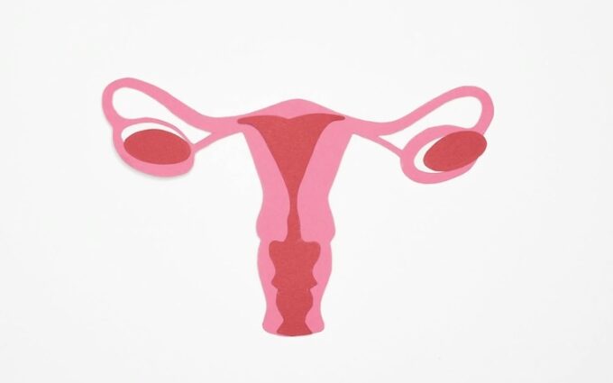 pink and red illustration of the womb when referring to cancer related menopause