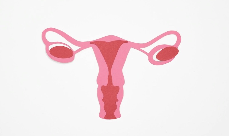 pink and red illustration of the womb when referring to cancer related menopause